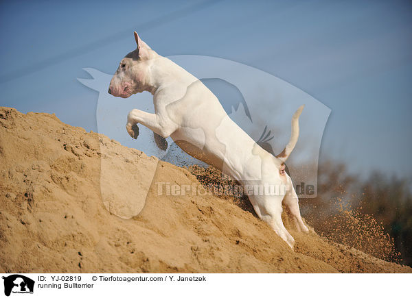 running Bullterrier / YJ-02819