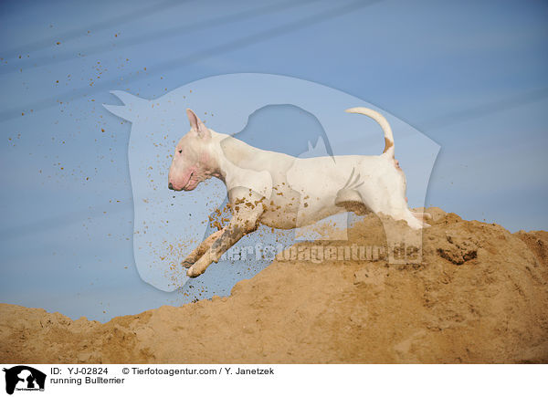 running Bullterrier / YJ-02824