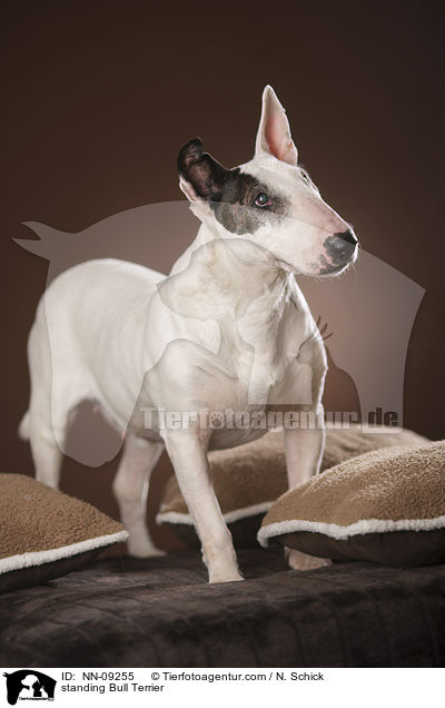 standing Bull Terrier / NN-09255