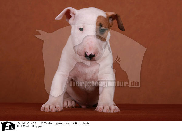 Bullterrier Welpe / Bull Terrier Puppy / HL-01466