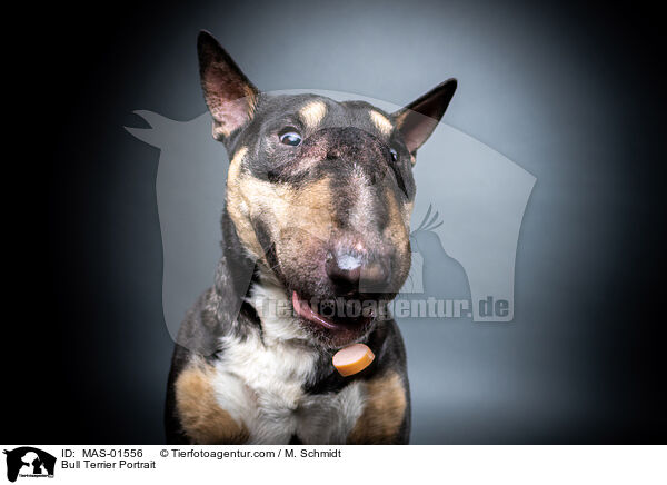 Bullterrier Portrait / Bull Terrier Portrait / MAS-01556