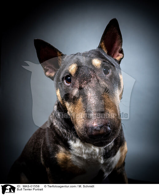 Bullterrier Portrait / Bull Terrier Portrait / MAS-01558