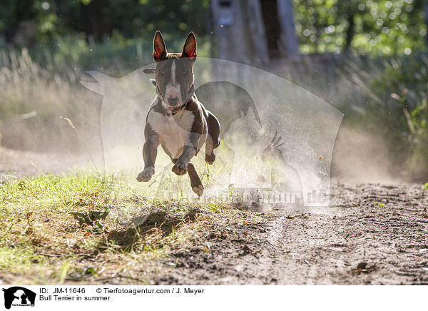 Bullterrier, im Sommer / Bull Terrier in summer / JM-11646