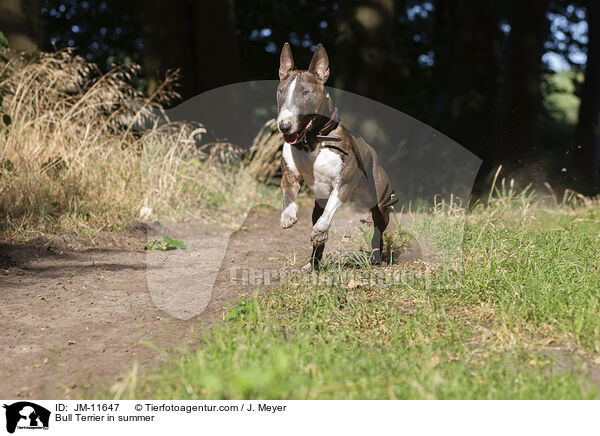 Bullterrier, im Sommer / Bull Terrier in summer / JM-11647