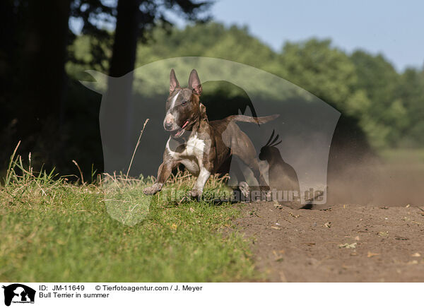 Bullterrier, im Sommer / Bull Terrier in summer / JM-11649