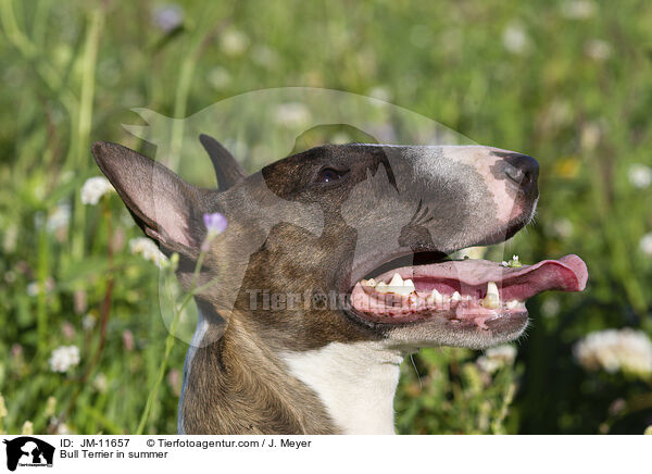 Bullterrier, im Sommer / Bull Terrier in summer / JM-11657