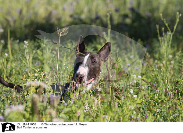 Bullterrier, im Sommer / Bull Terrier in summer / JM-11658