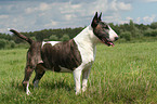 Bullterrier