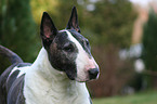 Bullterrier Portrait