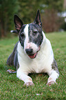 lying Bullterrier