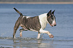 Bullterrier