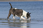 Bullterrier