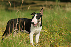 standing Bull Terrier