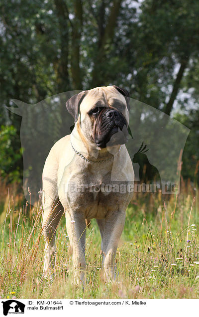 Bullmastiff Rde / male Bullmastiff / KMI-01644