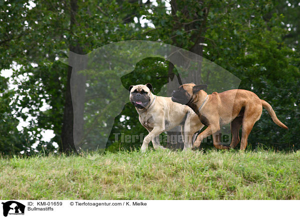 Bullmastiffs / Bullmastiffs / KMI-01659