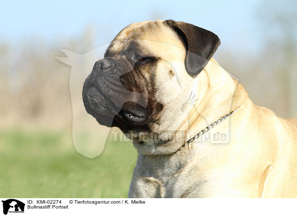 Bullmastiff Portrait / Bullmastiff Portrait / KMI-02274