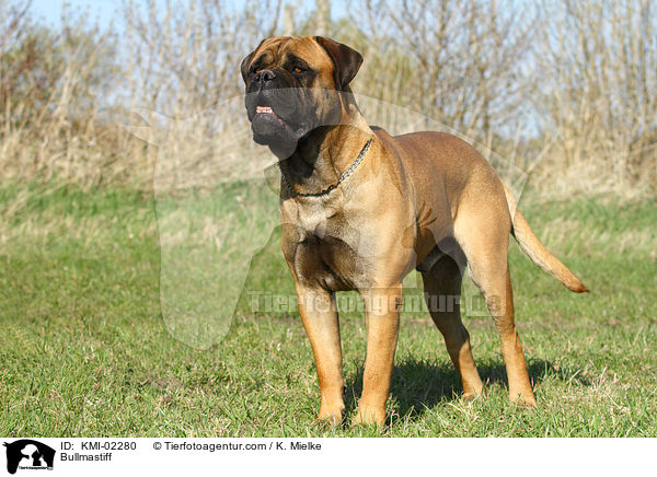 Bullmastiff / Bullmastiff / KMI-02280