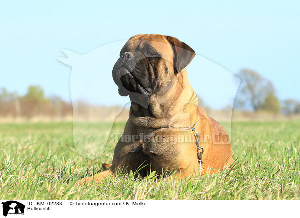 Bullmastiff / Bullmastiff / KMI-02283