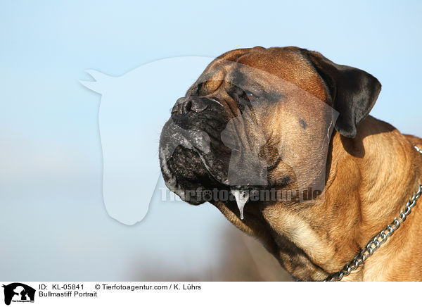 Bullmastiff Portrait / Bullmastiff Portrait / KL-05841