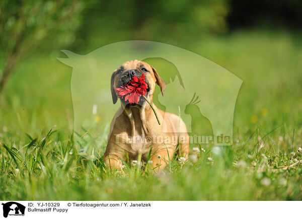 Bullmastiff Welpe / Bullmastiff Puppy / YJ-10329