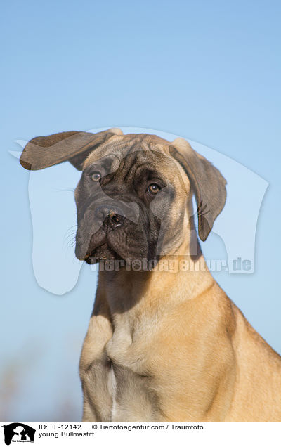 junger Bullmastiff / young Bullmastiff / IF-12142