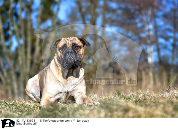 liegender Bullmastiff / lying Bullmastiff / YJ-13651