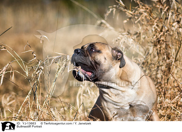 Bullmastiff Portrait / Bullmastiff Portrait / YJ-13663