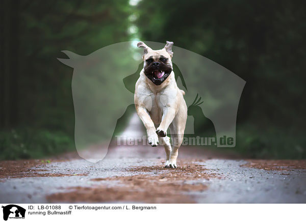 rennender Bullmastiff / running Bullmastiff / LB-01088