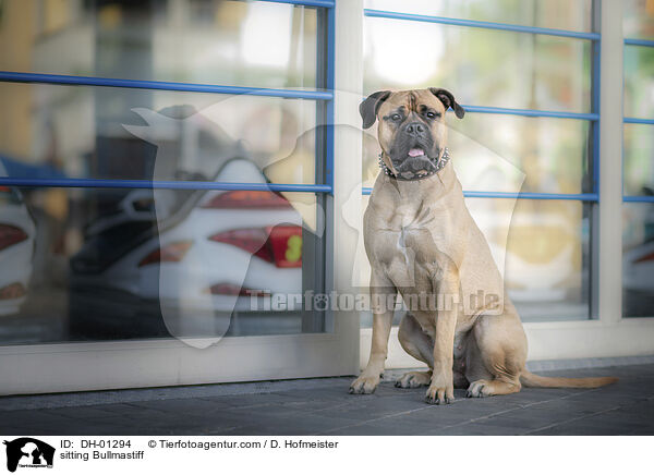 sitzender Bullmastiff / sitting Bullmastiff / DH-01294