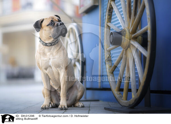 sitzender Bullmastiff / sitting Bullmastiff / DH-01296