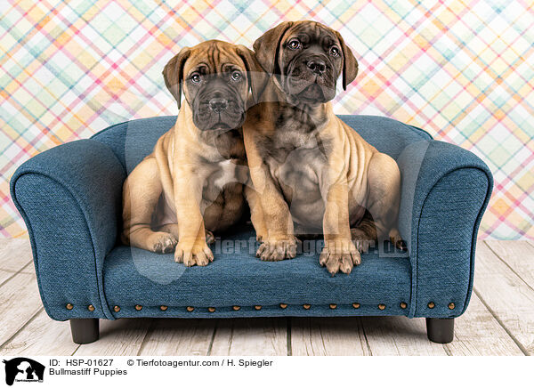 Bullmastiff Welpen / Bullmastiff Puppies / HSP-01627