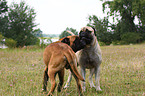 Bullmastiffs