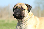 Bullmastiff Portrait