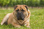 lying Bullmastiff