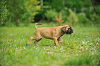 Bullmastiff Puppy