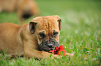 Bullmastiff Puppy