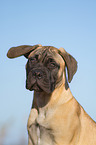 young Bullmastiff