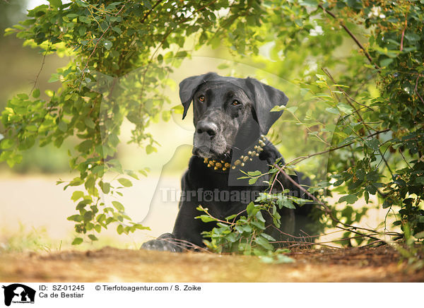 Mallorca Schferhund / Ca de Bestiar / SZ-01245