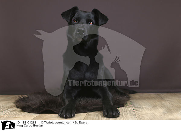 liegender Mallorca Schferhund / lying Ca de Bestiar / SE-01288