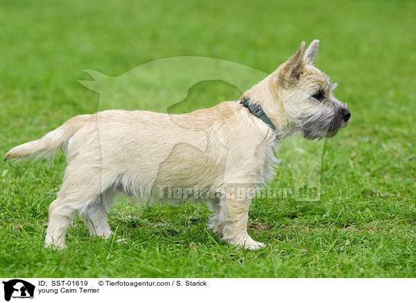junger Cairn Terrier / young Cairn Terrier / SST-01619
