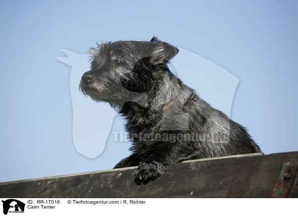 Cairn Terrier / Cairn Terrier / RR-17016