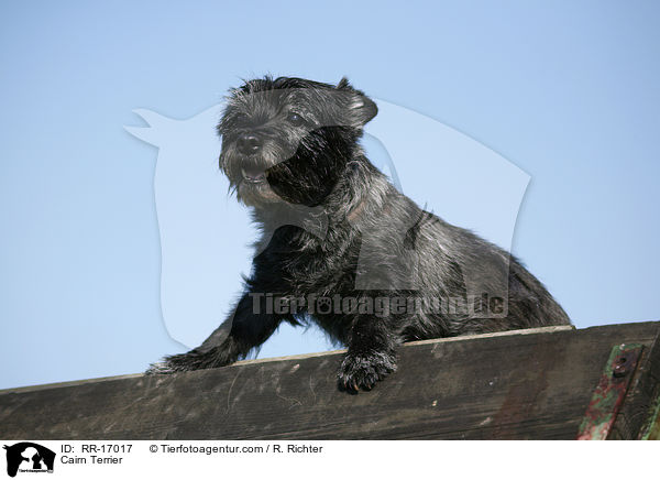 Cairn Terrier / Cairn Terrier / RR-17017