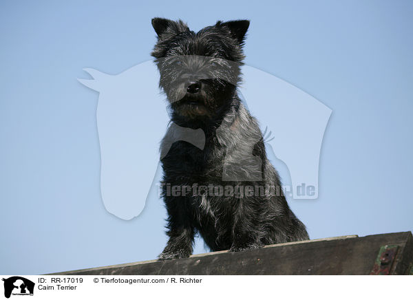 Cairn Terrier / Cairn Terrier / RR-17019