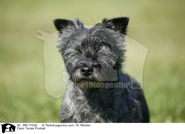 Cairn Terrier Portrait / Cairn Terrier Portrait / RR-17026