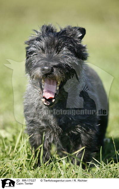 Cairn Terrier / Cairn Terrier / RR-17027