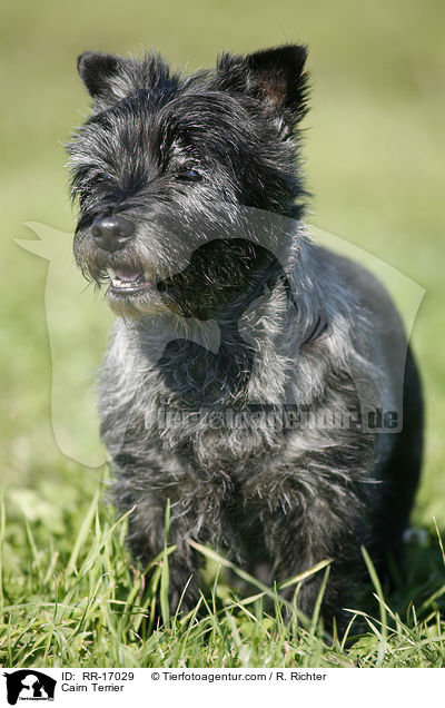 Cairn Terrier / Cairn Terrier / RR-17029