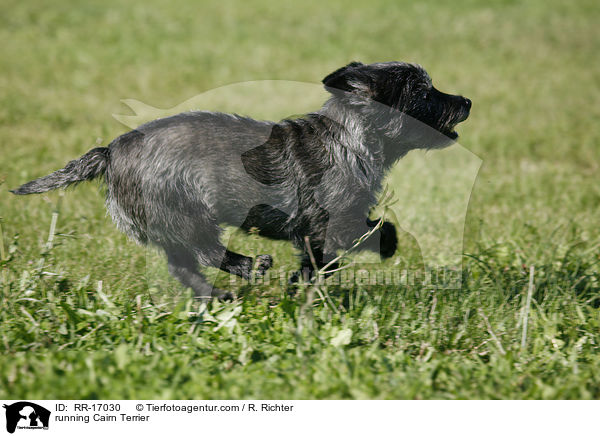 rennender Cairn Terrier / running Cairn Terrier / RR-17030