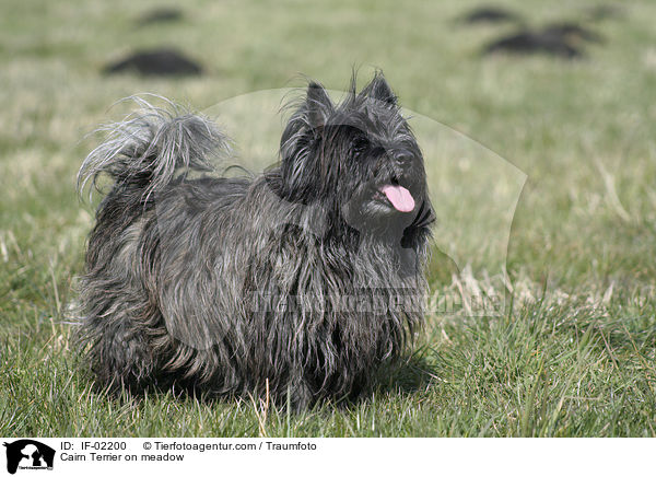 Cairn Terrier auf Wiese / Cairn Terrier on meadow / IF-02200