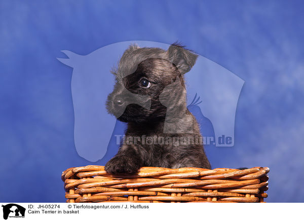 Cairn Terrier in basket / JH-05274