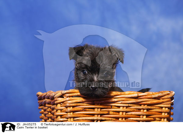 Cairn Terrier im Krbchen / Cairn Terrier in basket / JH-05275